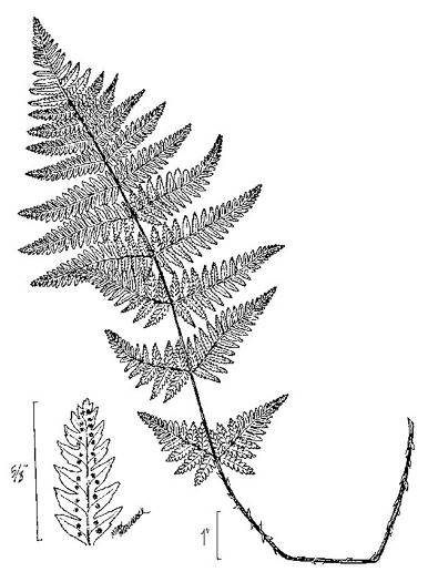 drawing of Dryopteris carthusiana, Spinulose Wood-fern, Toothed Wood-fern