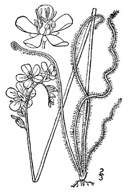 drawing of Drosera filiformis, Threadleaf Sundew