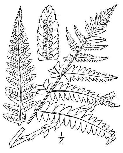 drawing of Dryopteris goldieana, Goldie's Wood-fern