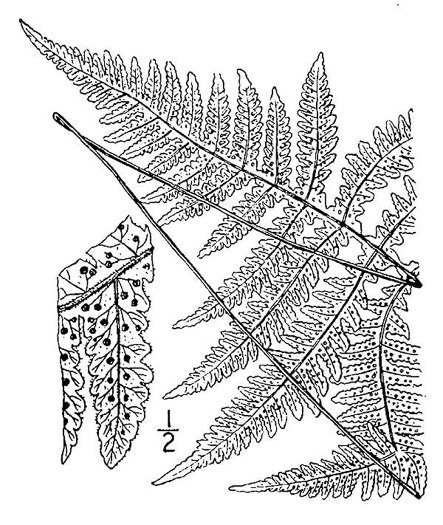 drawing of Phegopteris hexagonoptera, Broad Beech Fern