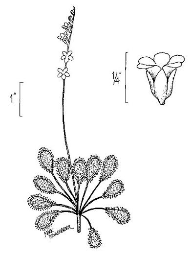 drawing of Drosera intermedia, Water Sundew, Spoonleaf Sundew