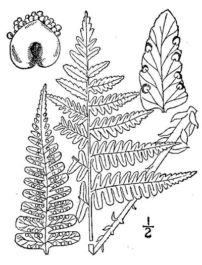 drawing of Dryopteris marginalis, Marginal Wood-fern, Marginal Shield Fern