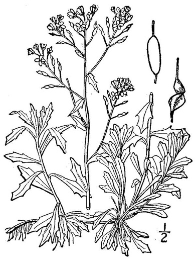drawing of Draba ramosissima, Rocktwist, Branched Draba, Appalachian Draba