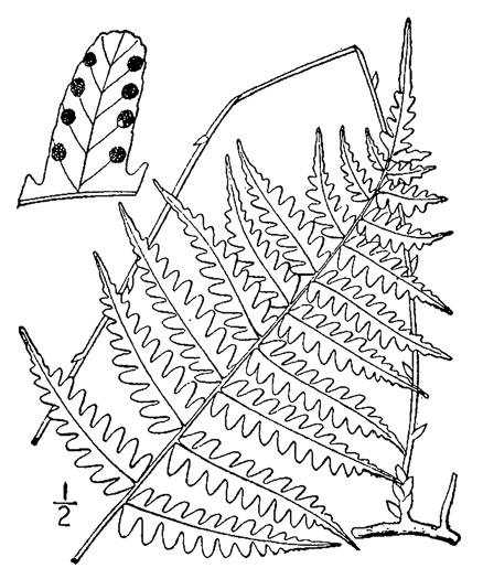 drawing of Coryphopteris simulata, Bog Fern, Massachusetts Fern