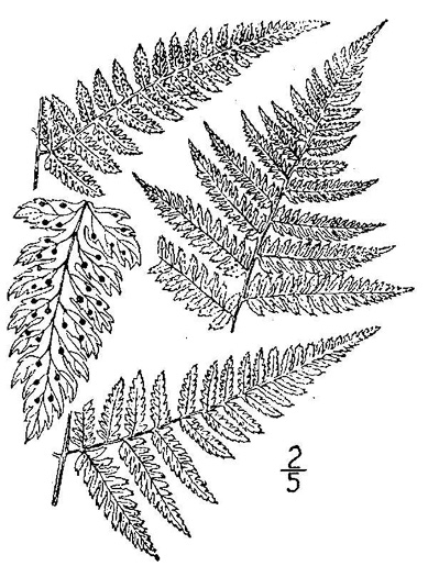 image of Dryopteris carthusiana, Spinulose Woodfern, Toothed Woodfern