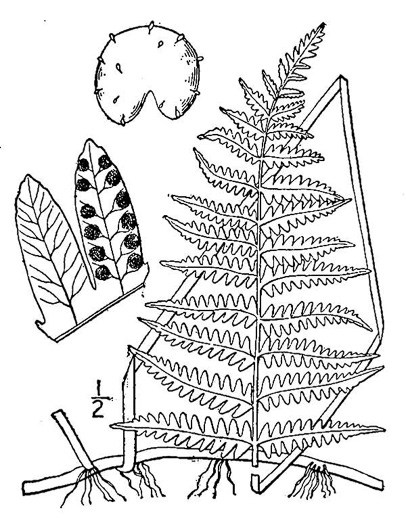 drawing of Thelypteris palustris var. pubescens, Marsh Fern