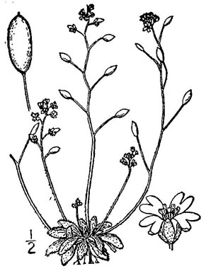 drawing of Draba verna, Whitlow-grass, Spring Draba
