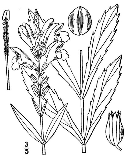 drawing of Physostegia virginiana ssp. virginiana, Northern Obedient-plant, False Dragonhead, Obedient-plant
