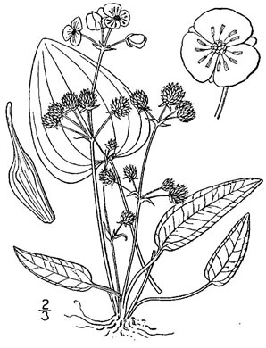 drawing of Echinodorus cordifolius, Creeping Burhead, Creeping Water-plantain