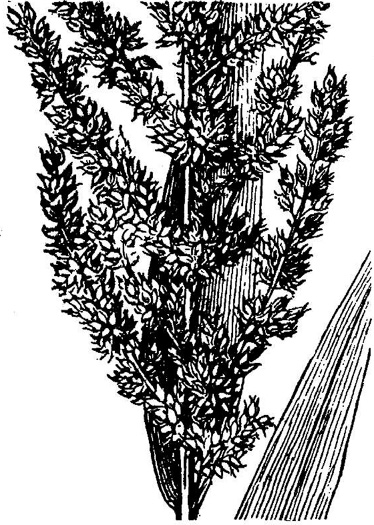 image of Echinochloa muricata var. microstachya, Rough Barnyard-grass
