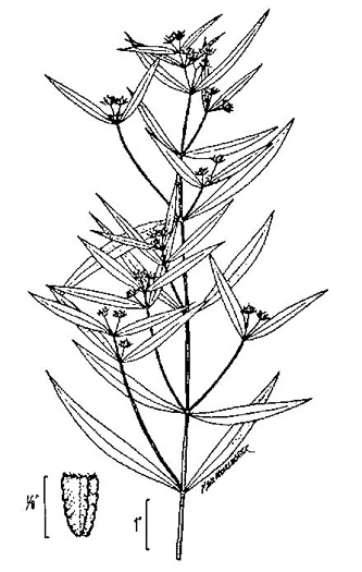 image of Eclipta prostrata, Eclipta, Pie-plant, Yerba-de-tajo, false daisy