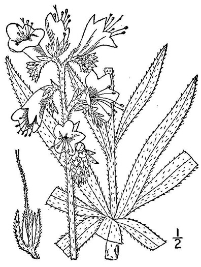 drawing of Echium vulgare, Viper's Bugloss, Blueweed