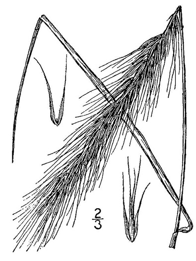 Elymus glabriflorus +, Southeastern Wild-rye