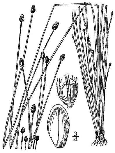 drawing of Eleocharis obtusa, Blunt Spikerush