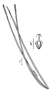 drawing of Eleocharis quadrangulata, Squarestem Spikerush