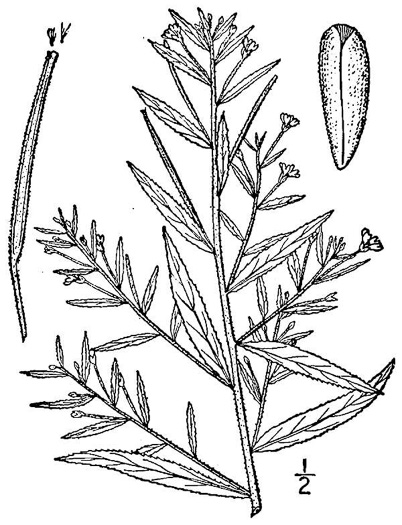 drawing of Epilobium coloratum, Purpleleaf Willowherb, Bronze Willowherb, Eastern Willowherb