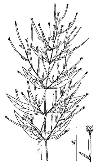 drawing of Epilobium leptophyllum, Narrowleaf Willowherb, Bog Willowherb, American Marsh Willowherb