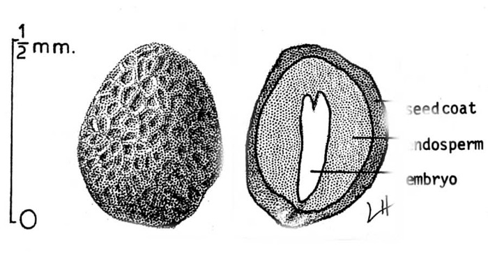 image of Epigaea repens, Trailing Arbutus, Mayflower
