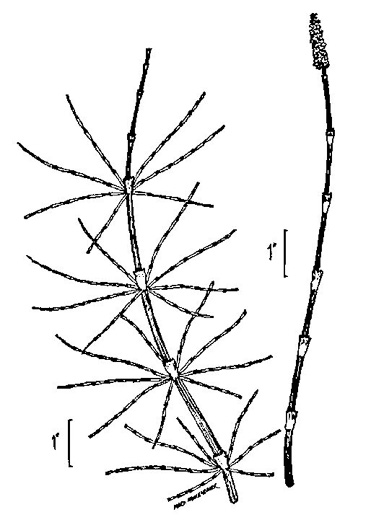 drawing of Equisetum arvense, Field Horsetail, Bottlebrush Horsetail