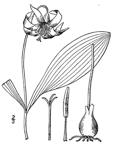 image of Erythronium albidum, White Trout Lily, Blonde Lilian, White Fawnlily