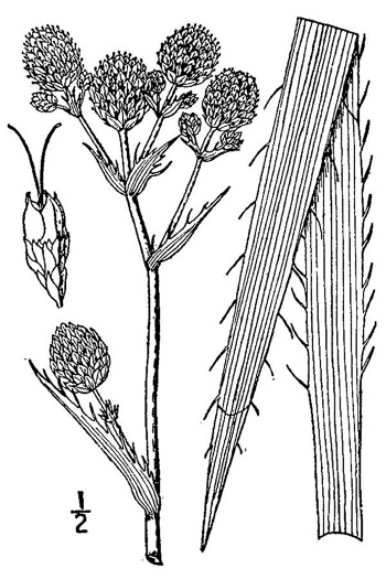 image of Eryngium ravenelii, Ravenel's Eryngo