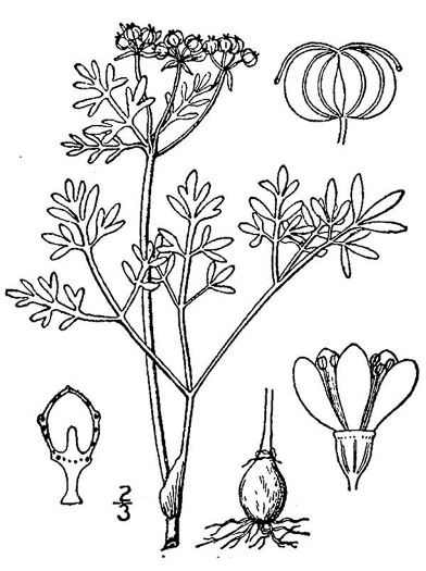 drawing of Erigenia bulbosa, Harbinger-of-Spring, Pepper-and-Salt, Erigenia