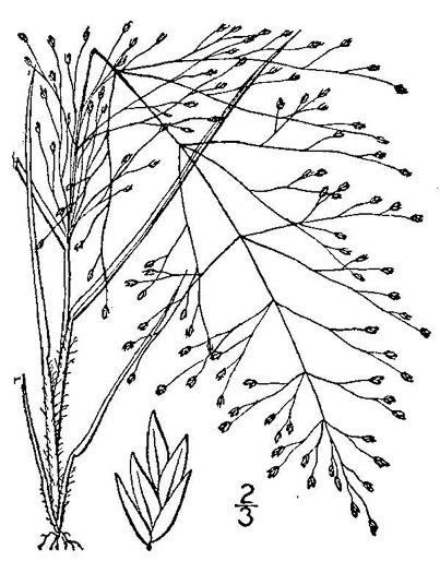 drawing of Eragrostis capillaris, Lace Lovegrass, Lacegrass