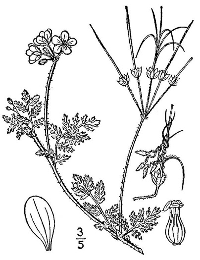 image of Erodium cicutarium, Common Storksbill, Redstem Storksbill, Heronsbill, Filaree