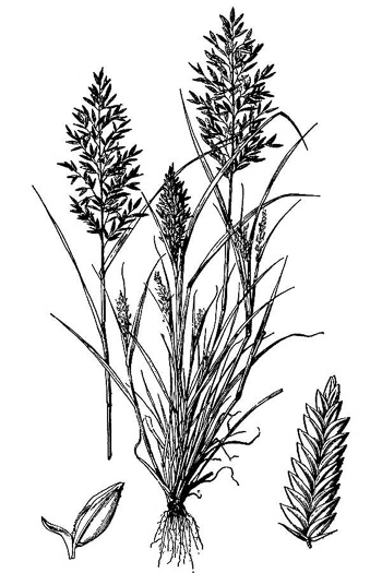 drawing of Eragrostis cilianensis, Stinkgrass