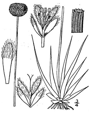drawing of Eriocaulon compressum, Flattened Pipewort, Soft-headed Pipewort, Hat Pin