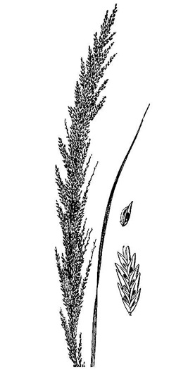 drawing of Eragrostis japonica, Pond Lovegrass