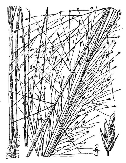 drawing of Eragrostis hirsuta, Bigtop Lovegrass