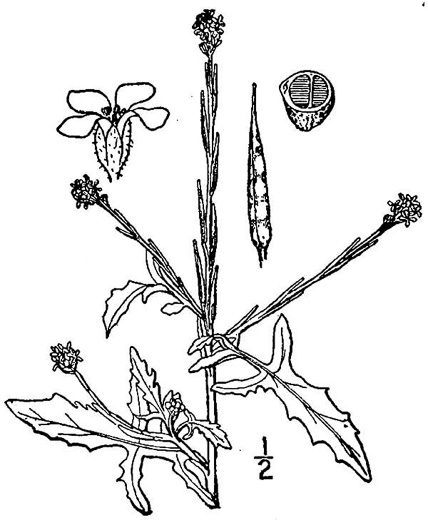drawing of Sisymbrium officinale, Hedge Mustard