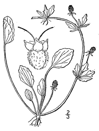 drawing of Eryngium prostratum, Spreading Eryngo, Creeping Eryngo
