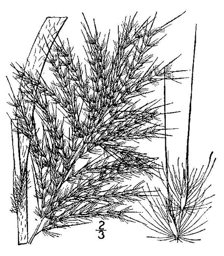 image of Erianthus giganteus, Sugarcane Plumegrass, Giant Plumegrass