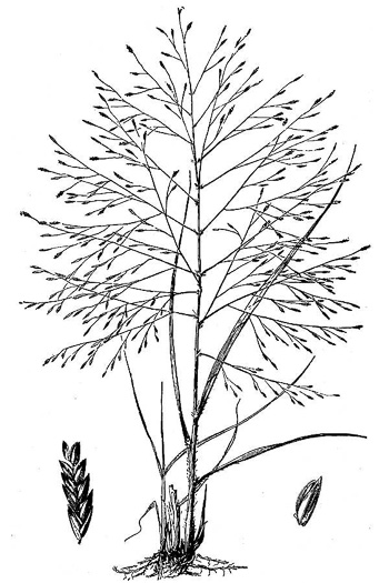 drawing of Eragrostis spectabilis, Purple Lovegrass, Tumblegrass
