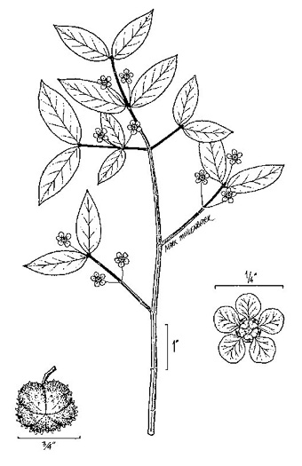 drawing of Euonymus americanus, Hearts-a-bustin', Strawberry-bush