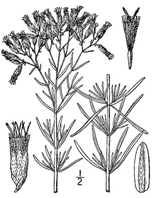image of Eupatorium hyssopifolium, Hyssopleaf Boneset, Hyssopleaf Thoroughwort, Hyssopleaf Eupatorium