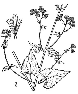 image of Fleischmannia incarnata, Pink Thoroughwort, Pink Eupatorium