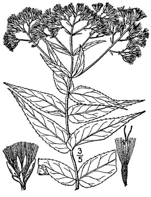 image of Eupatorium sessilifolium var. brittonianum, Britton's Upland Boneset, Britton's Eupatorium