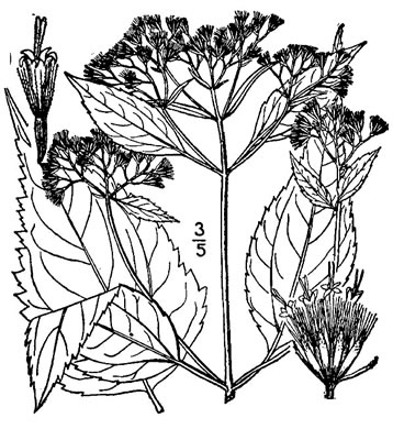 image of Ageratina roanensis, Appalachian White Snakeroot, Appalachian Milk-poison, Appalachian Snakeroot