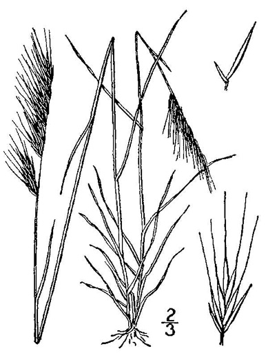 drawing of Festuca myuros, Rat-tail Fescue