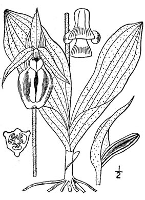 image of Cypripedium acaule, Pink Lady's Slipper, Mocassin Flower