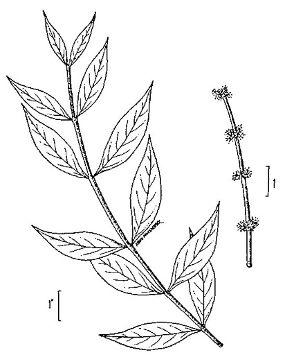 drawing of Forestiera acuminata, Swamp-privet