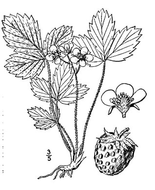 drawing of Fragaria virginiana, Wild Strawberry