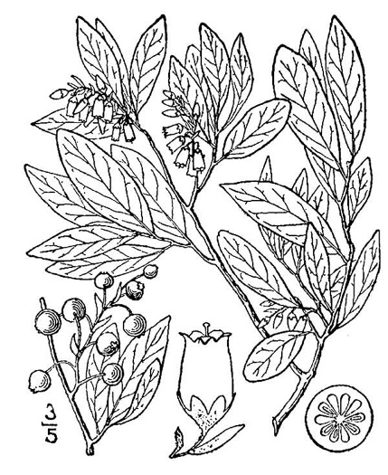 drawing of Gaylussacia baccata, Black Huckleberry, Crackleberry