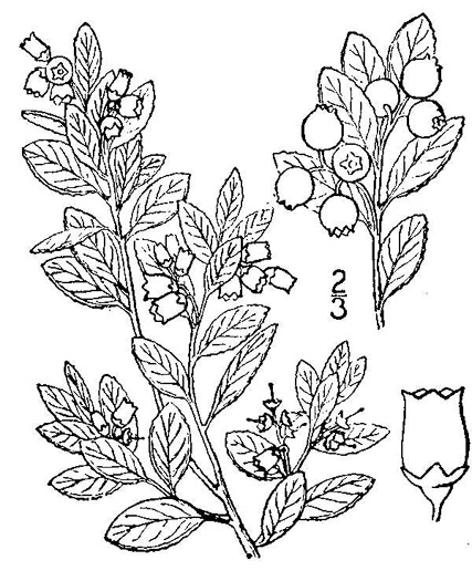 image of Gaylussacia brachycera, Box Huckleberry