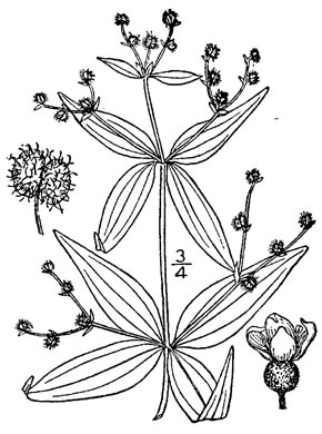 drawing of Galium lanceolatum, Lanceleaf Wild Licorice, Lanceleaf Bedstraw, Wild-licorice