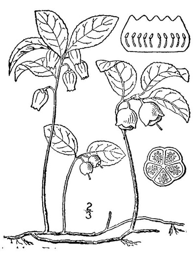 drawing of Gaultheria procumbens, Wintergreen, Teaberry