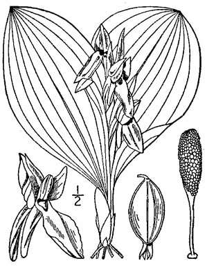 drawing of Galearis spectabilis, Showy Orchis